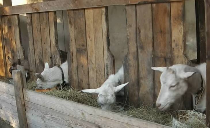 Кормление коз — чем кормить и что опасно для козы