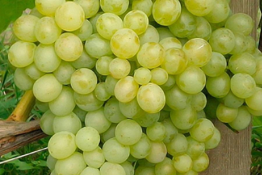Виноград гарольд  — достойный гибрид