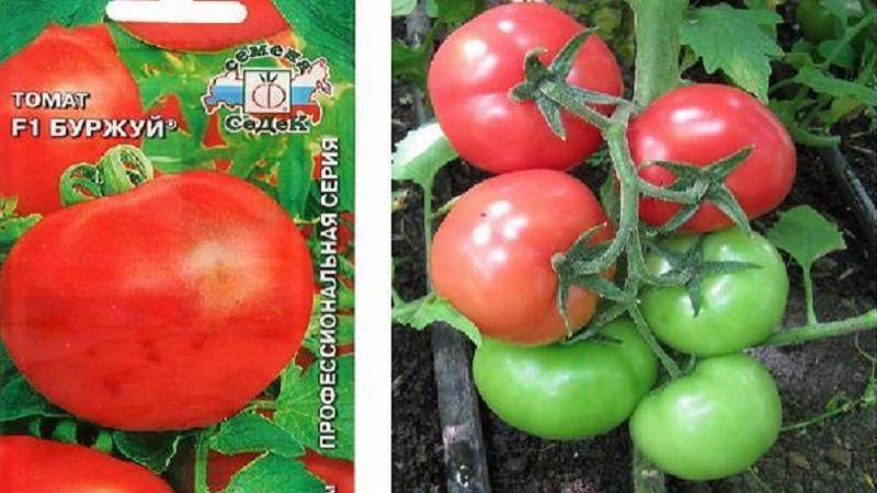 Томат дуся красная: характеристика и описание сорта, урожайность с фото