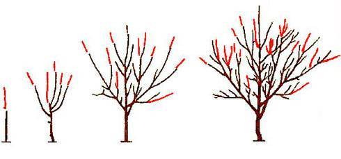 Как обрезать вишнёвое дерево: принципы обрезки древовидной и кустовой вишни