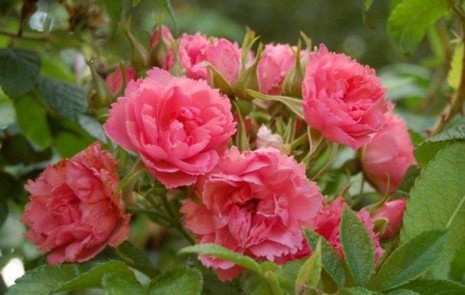 Описание лучших сортов шток-розы, посадка, выращивание и уход в открытом грунте