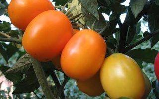 Описание сорта томата Мохнатый кейт, его характеристика и урожайность