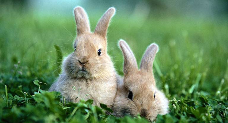 Какие витамины нужны для кроликов и в чем они содержатся, ТОП 6 препаратов