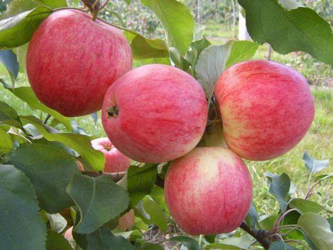 Сортовые особенности яблони солнышко