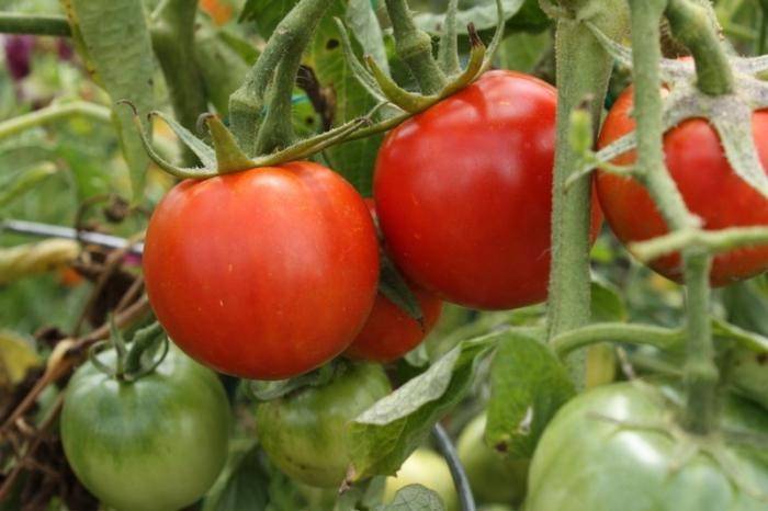 Лидер среди лучших — томат «батяня»: характеристика и описание сорта, фото