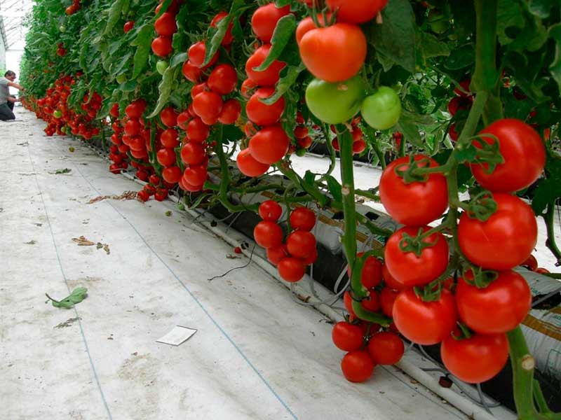 Для чего нужно формирование кустов томатов в теплице и как правильно осуществить процедуру?