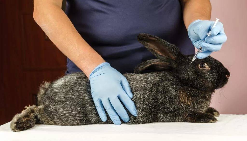 Какие и когда делать прививки кроликам в домашних условиях?