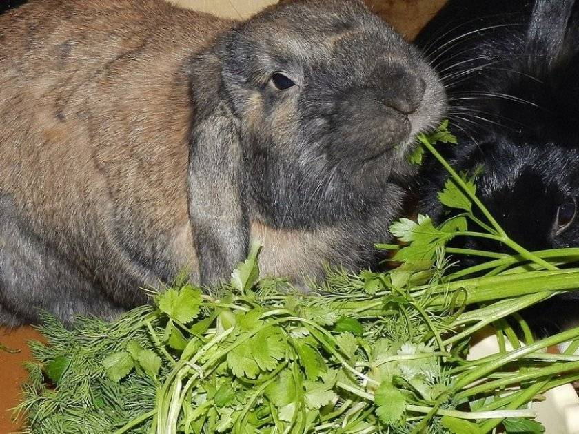 Какие зерна и траву можно давать кроликам