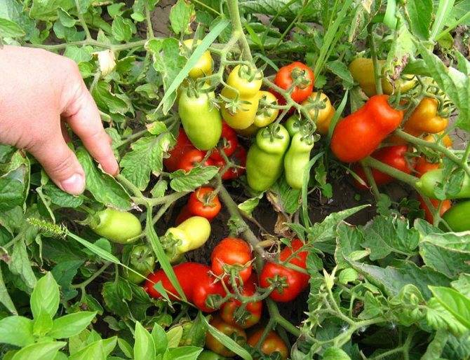 Характеристика и описание сортов томатов серии Гном томатный, его урожайность