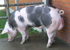 Особенности свиней породы дюрок