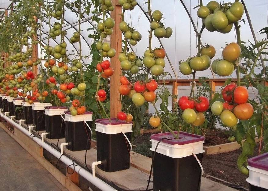 Как вырастить томаты на гидропонике в домашних условиях