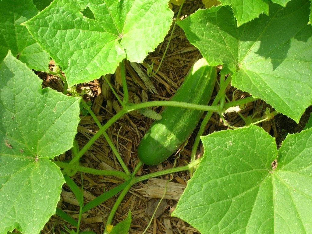 Разбираемся когда сажать огурцы на рассаду для открытого грунта? рекомендации по посеву, пересадке и уходу, а также можно ли сеять семена в открытый грунт
