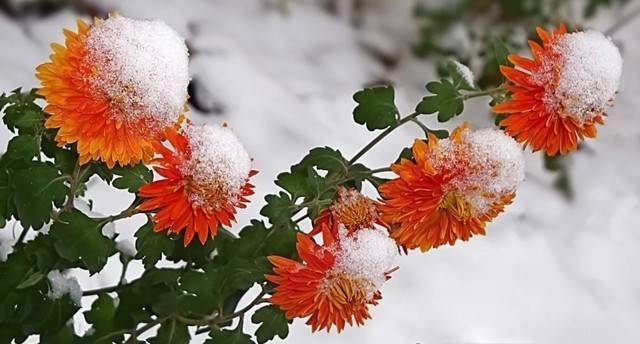 Хризантема – уход осенью и подготовка к зиме