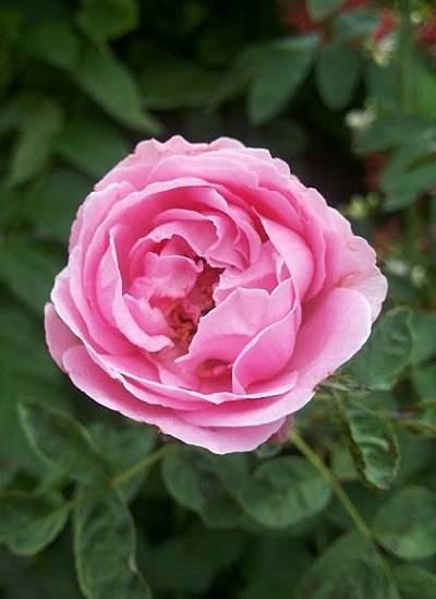 Садовая роза: как вырастить роскошный куст