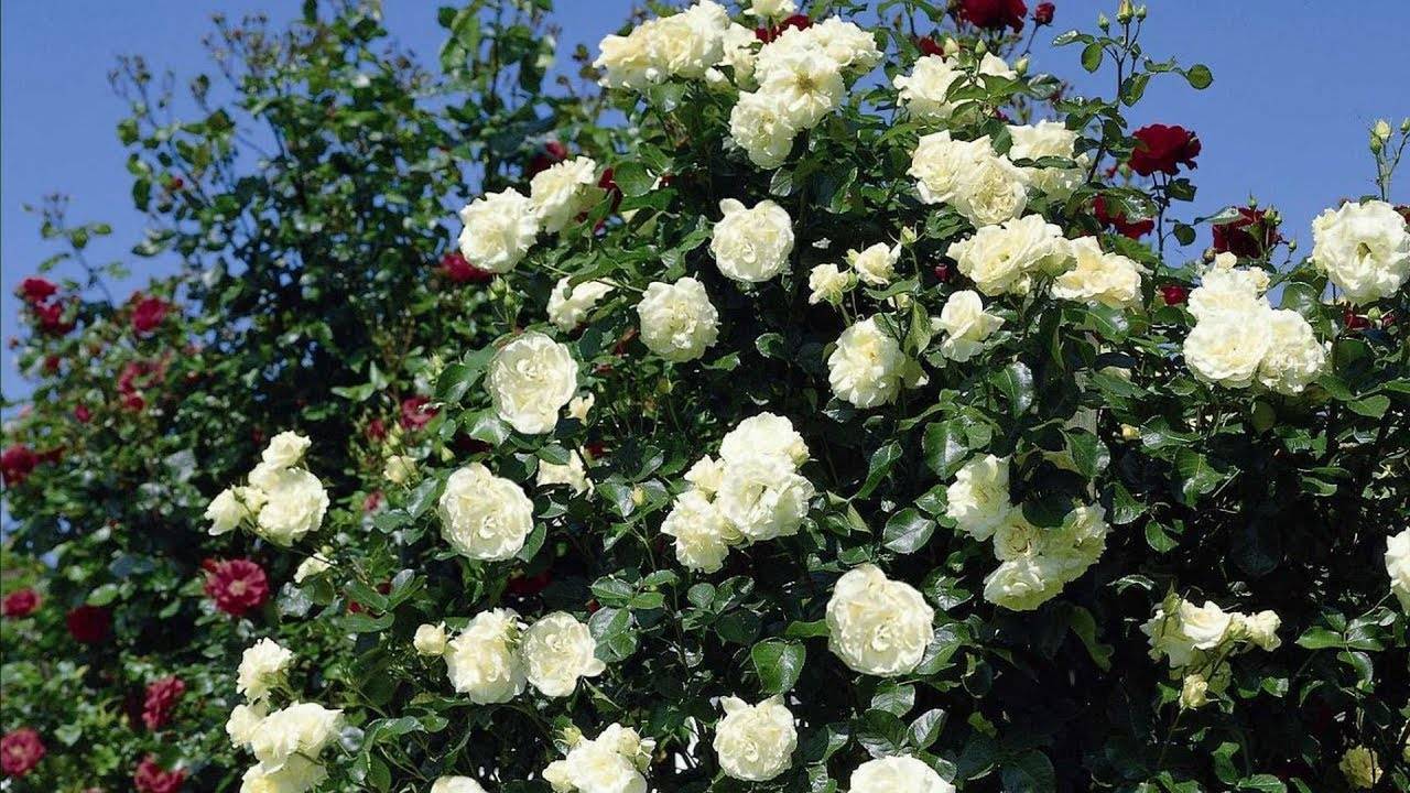 5 лучших сортов плетистых роз для сибири