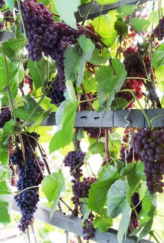 Чем и когда обработать виноград от серой гнили, как бороться препаратами и народными средствами