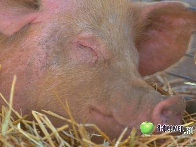 Симптомы и лечение рожы у свиней