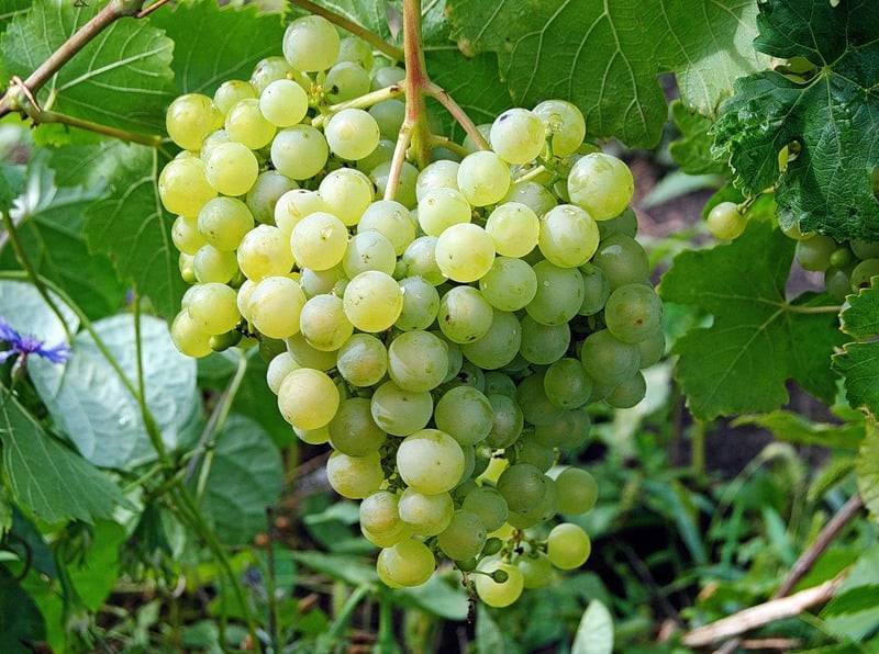 Гренаш (гарнача, garnacha, grenache) — сорт винограда