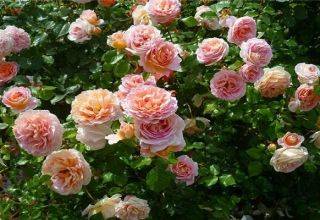 Розы: посадка и уход в открытом грунте для новичков