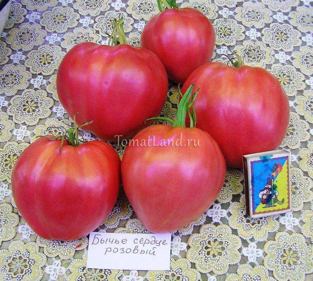 Всё об успешном выращивании томатов бычье сердце: любимом сорте розовых помидоров