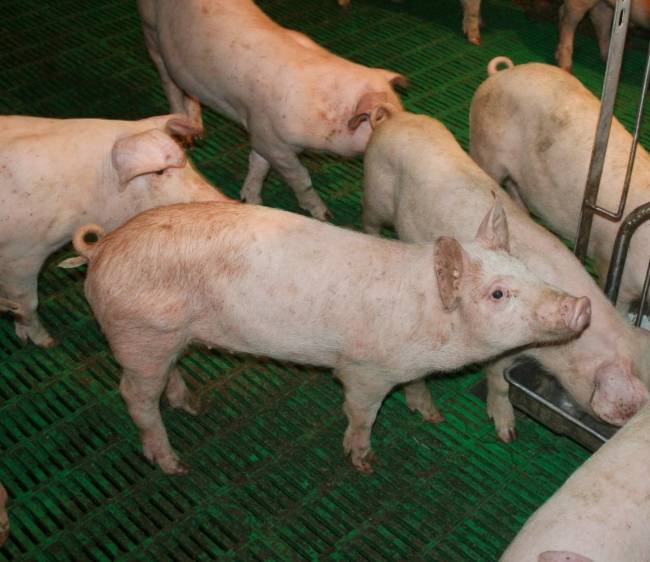Лечение свиней: особенности ухода, профилактика, вакцинация и правила содержания (100 фото)