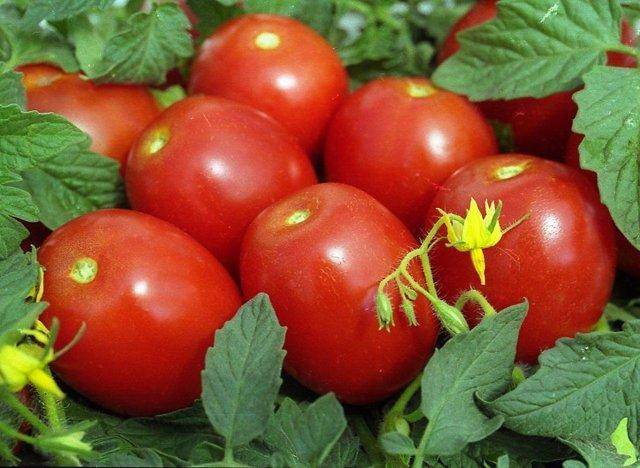 Подарок голландских селекционеров — сорт томатов «бенито f1» и их описание