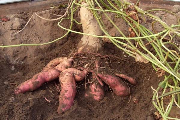 Батат: сладкий картофель — польза и вред, выращивание и уход с фото
