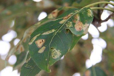 Химические препараты против болезней листьев у яблони