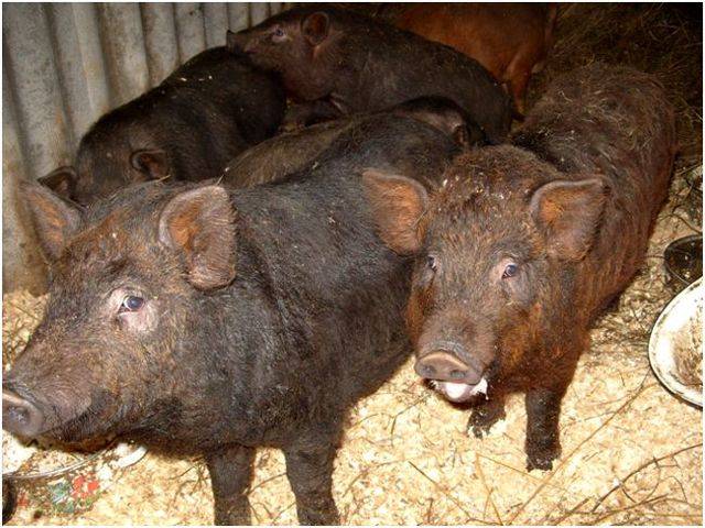 Свиньи породы ландрас: правила выращивания, кормления и размножения