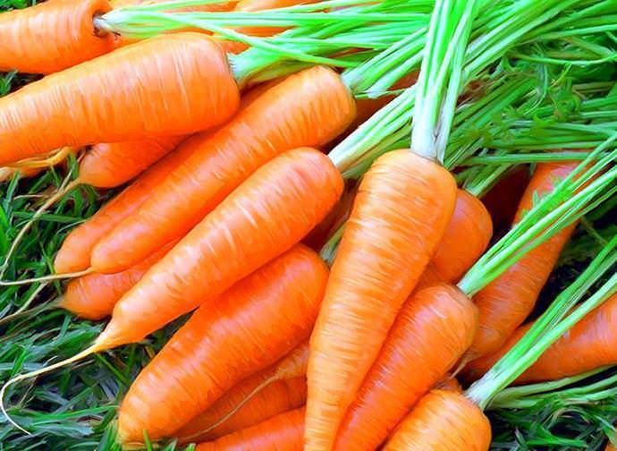 Рыжее пламя на грядках: выбираем сорта моркови для сибири