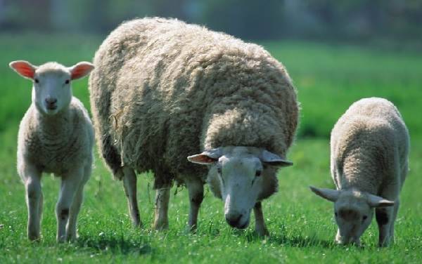 Бараны и овцы: характеристика, виды, уход, размножение