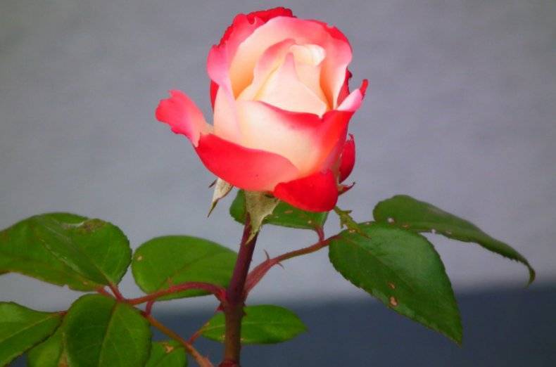 Описание плетистой розы сорта индиголетта, посадка и уход