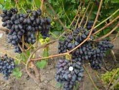 Виноград атос: описание и характеристики сорта, особенности выращивания и ухода