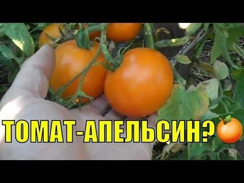 Фото, отзывы, описание, характеристика, урожайность сорта помидора «апельсин»