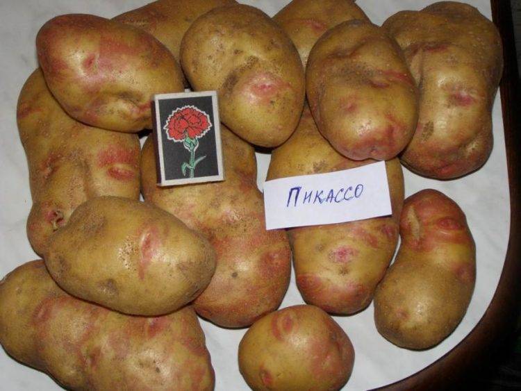 Картофель пикассо сорт. описание и характеристика сорта картофеля пикассо, урожайность, отзывы, фото
