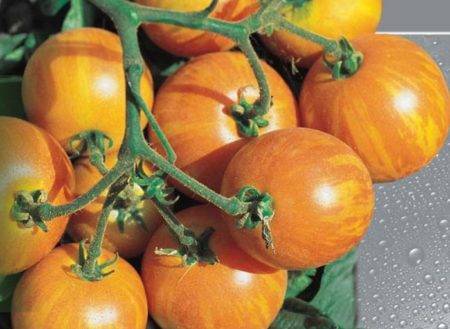 Описание сорта томата Вернисаж, особенности выращивания и ухода