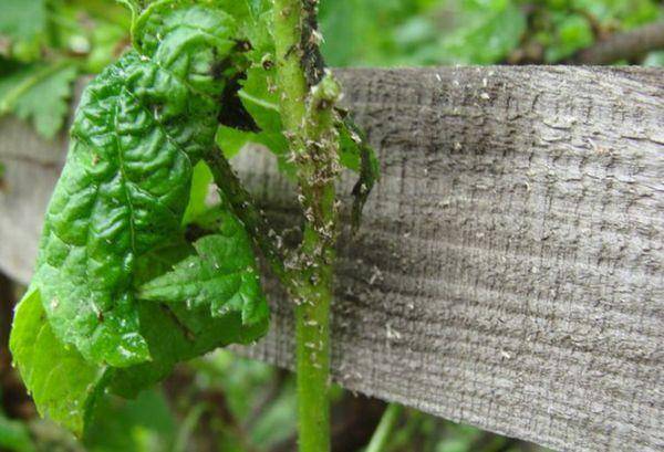 Щитовка на растениях – как распознать и эффективно бороться с вредителем