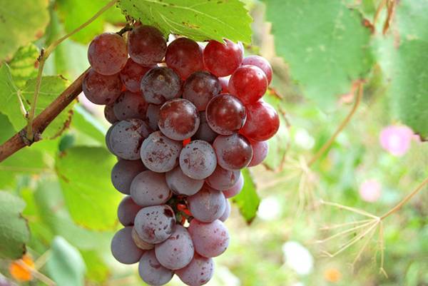 Сорт винограда «ланселот»