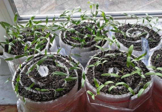 Выращивание рассады в улитках. как правильно сделать улитку для рассады?