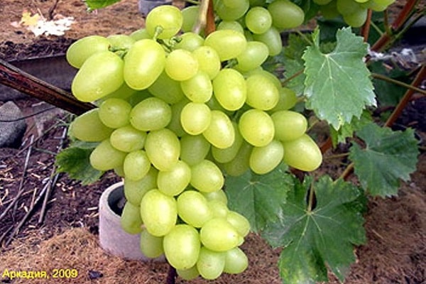 Описание сорта винограда Аркадия и характеристики урожайности, посадка и уход
