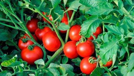 Фото, отзывы, описание, характеристика, урожайность сорта помидора «дубрава» («дубок»)