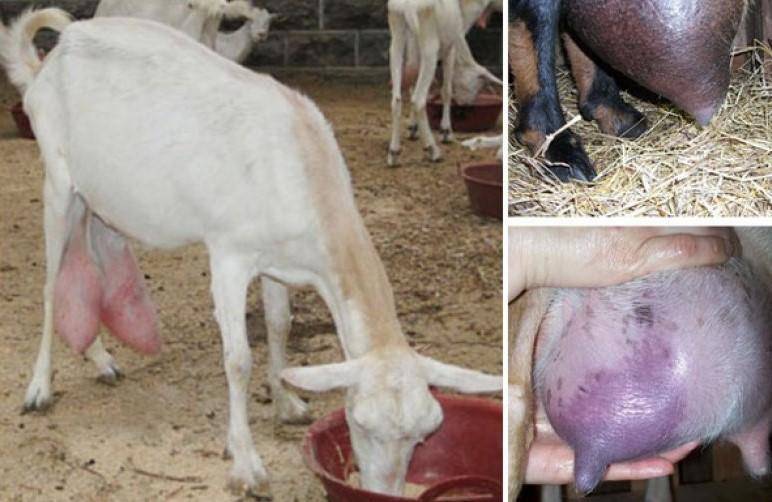 Самые серьезные и опасные болезни коз и их лечение