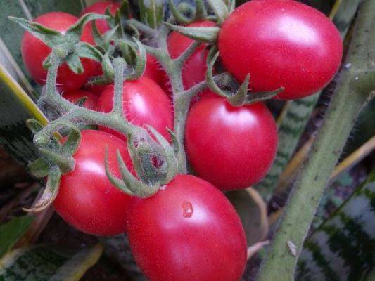 Томат красотка f1: характеристика и описание сорта, его урожайность с фото
