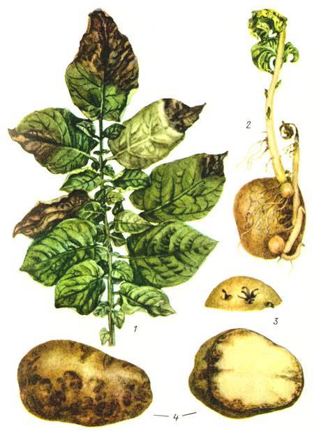 Почему у картофеля желтеют листья раньше времени