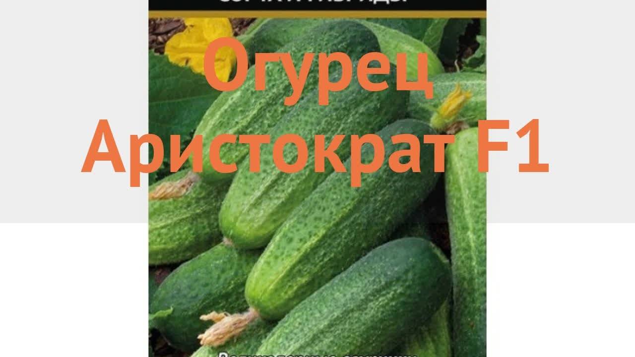 Аристократ огурец фото