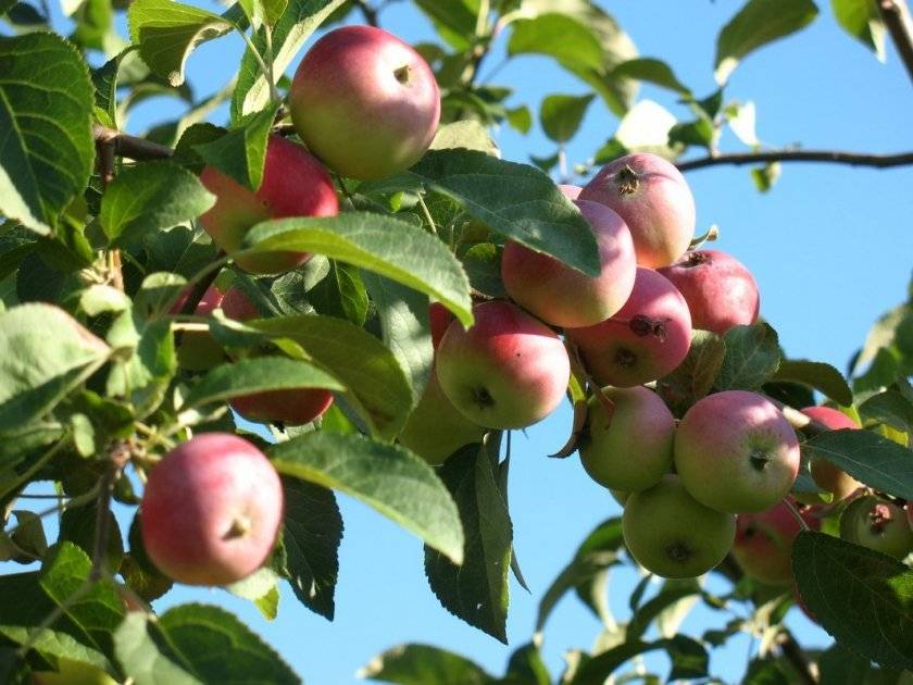 Одарит вас вкусными плодами прекрасная внешне яблоня сорта елена