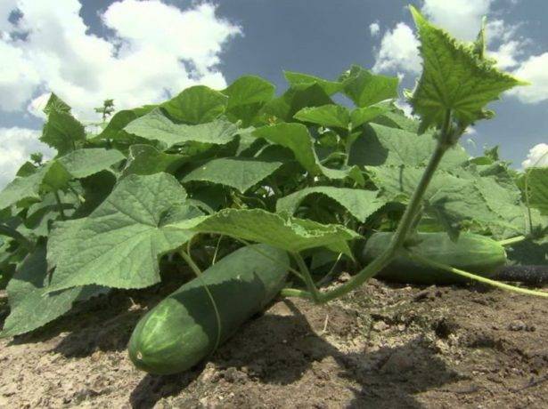 Лучшие сорта огурцов на 2020 год: самые вкусные и урожайные