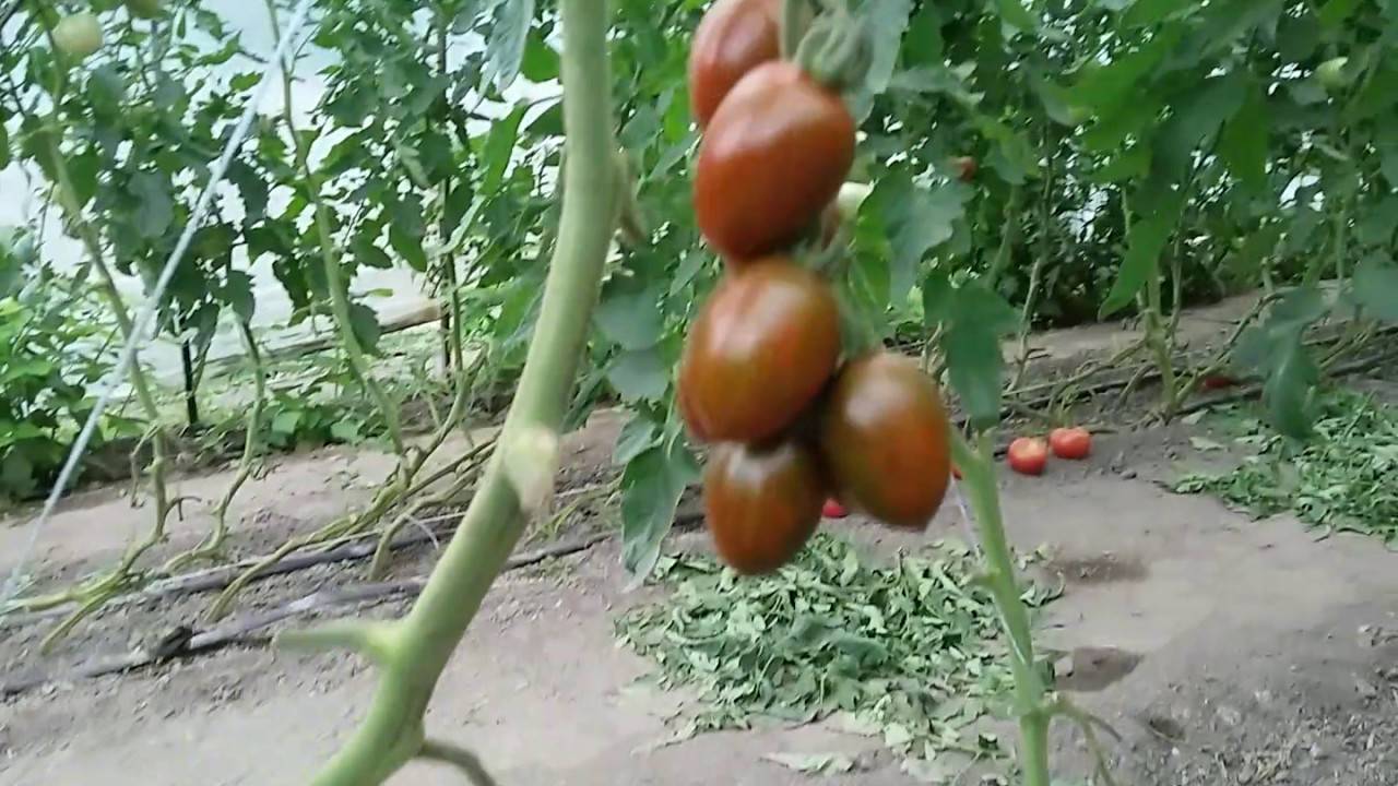Описание и урожайность сорта томата Черри Негро