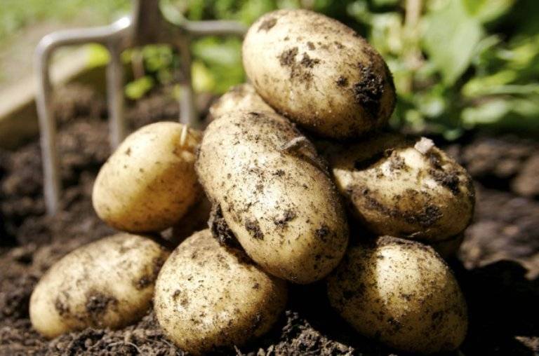 Сорт картофеля «гала»: характеристики, качества и выращивание