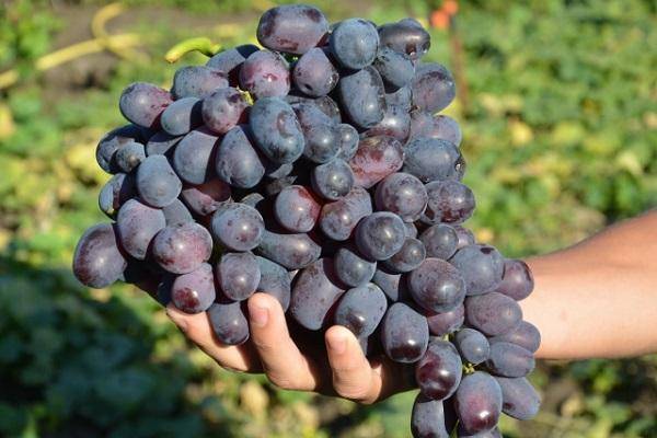 Виноград молдова: описание сорта с характеристиками, фото и отзывами